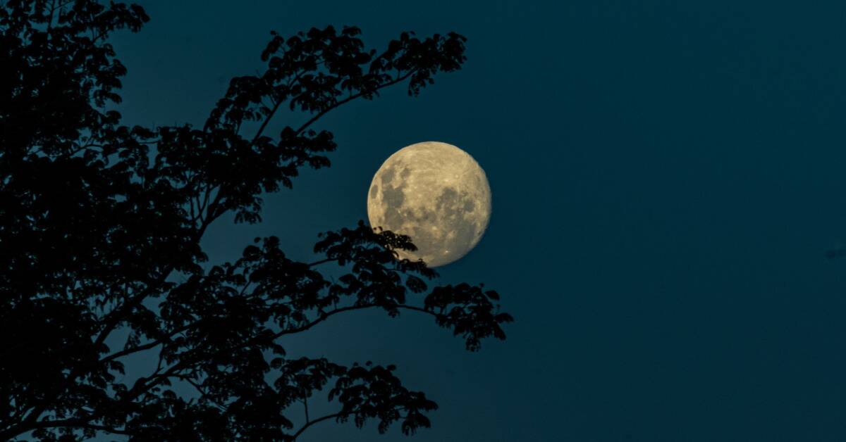 A full moon in a teal sky, the silhouette of tree branches in the foreground.