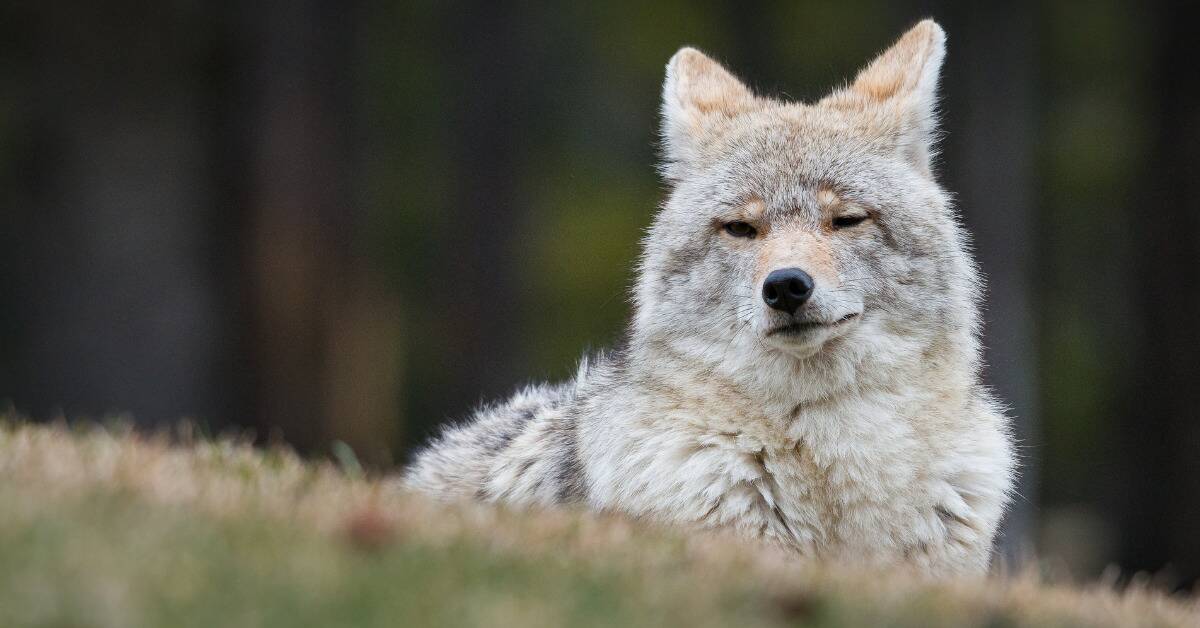 A coyote looking at the camera as it lays on a small grass-covered hill.