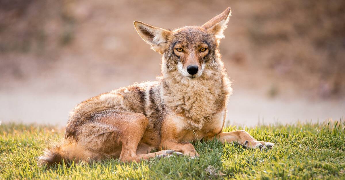 A coyote laying down on some grass looking directly at the camera, sporting an unimpressed expression.