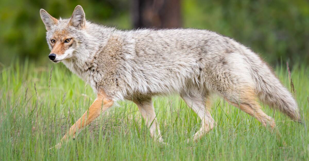 A coyote striding through some grass.