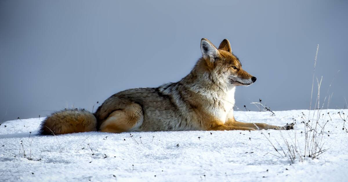 A coyote laying down on some snow.