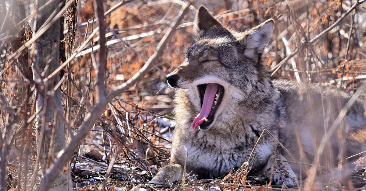 A coyote laying down and yawning.
