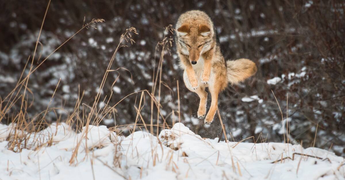A coyote leaping into some snow.