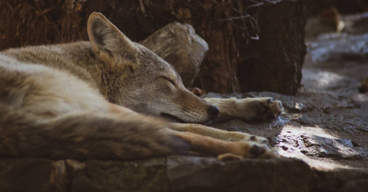 A closeup shot of a coyote sleeping on the forest floor.