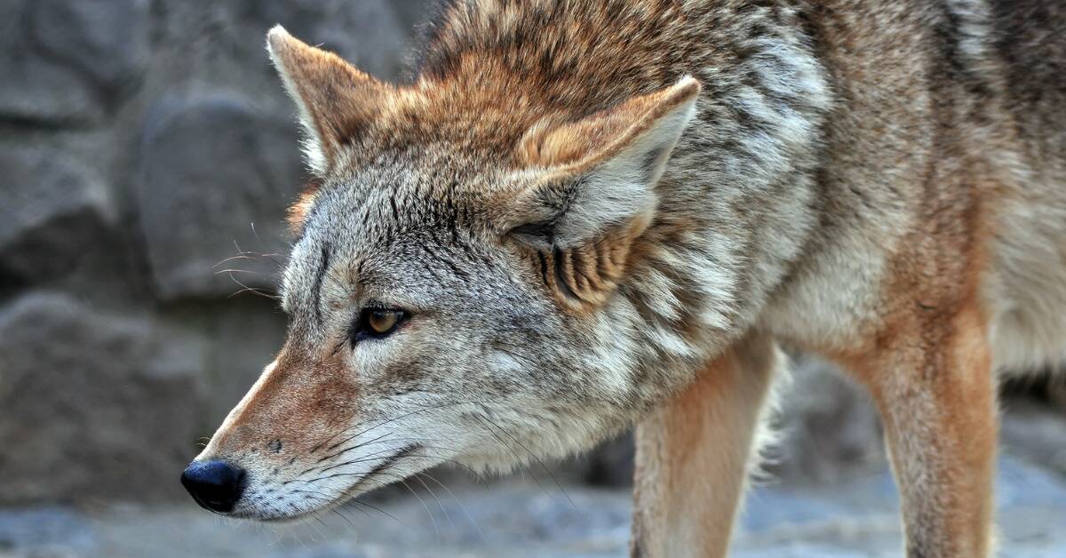 A closeup of a coyote with its head lowered.