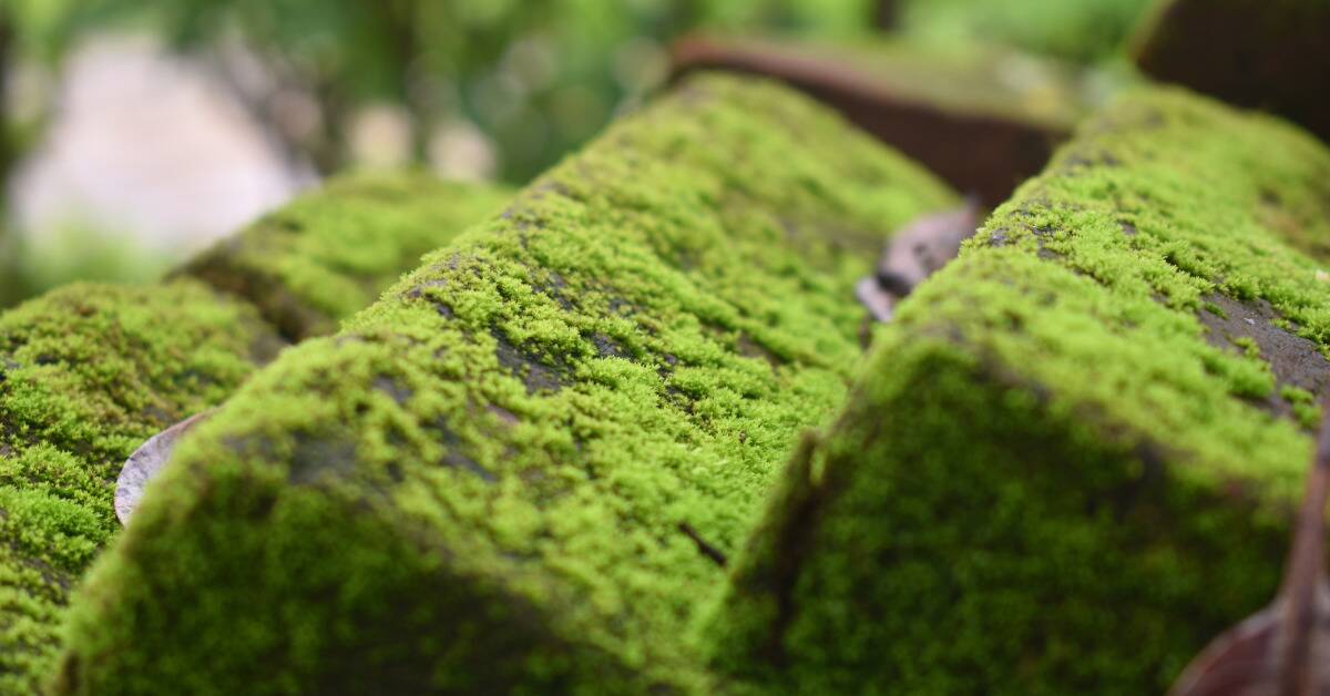 Moss growing on some stone bricks.