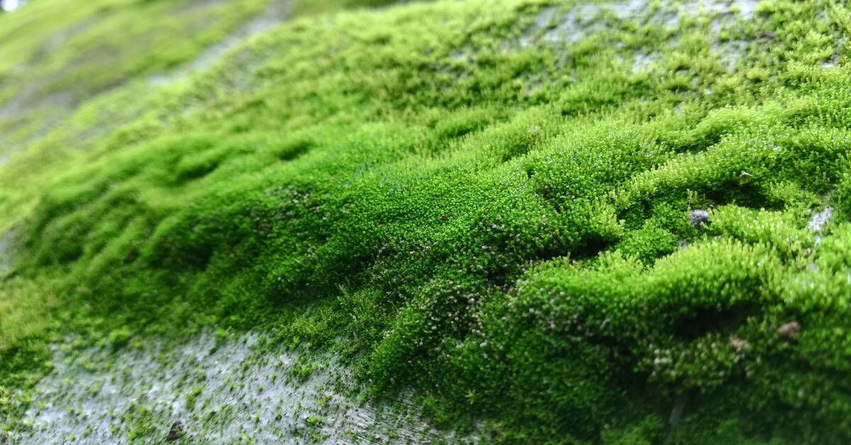 Algae growing on a rock.