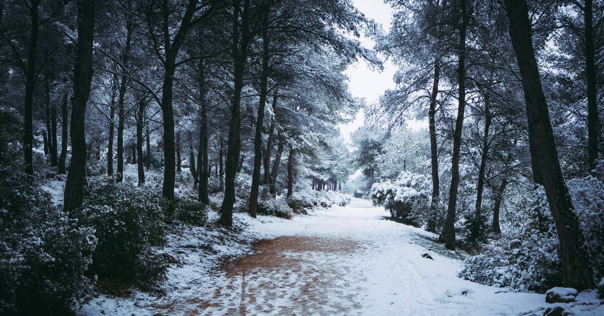 A moody shot of a path covered in snow, surrounded by trees.