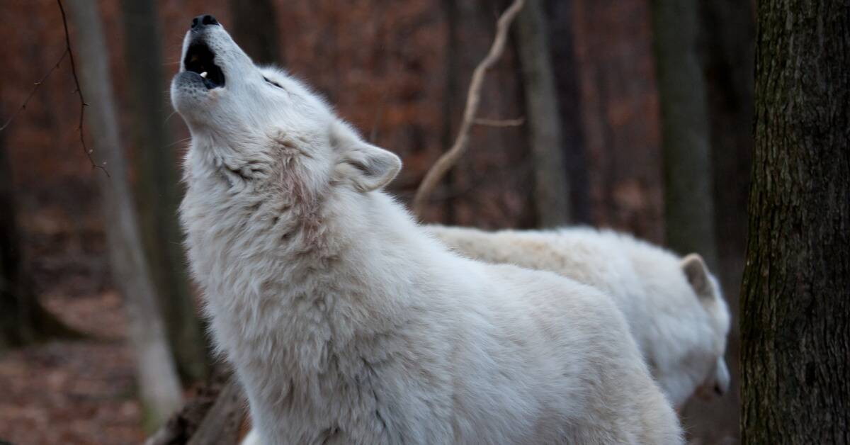 A white wolf howling in the woods.