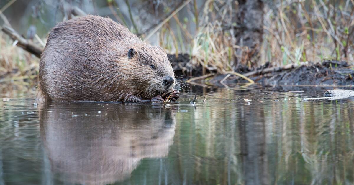 A beaver standing in water, some sticks in his hands.
