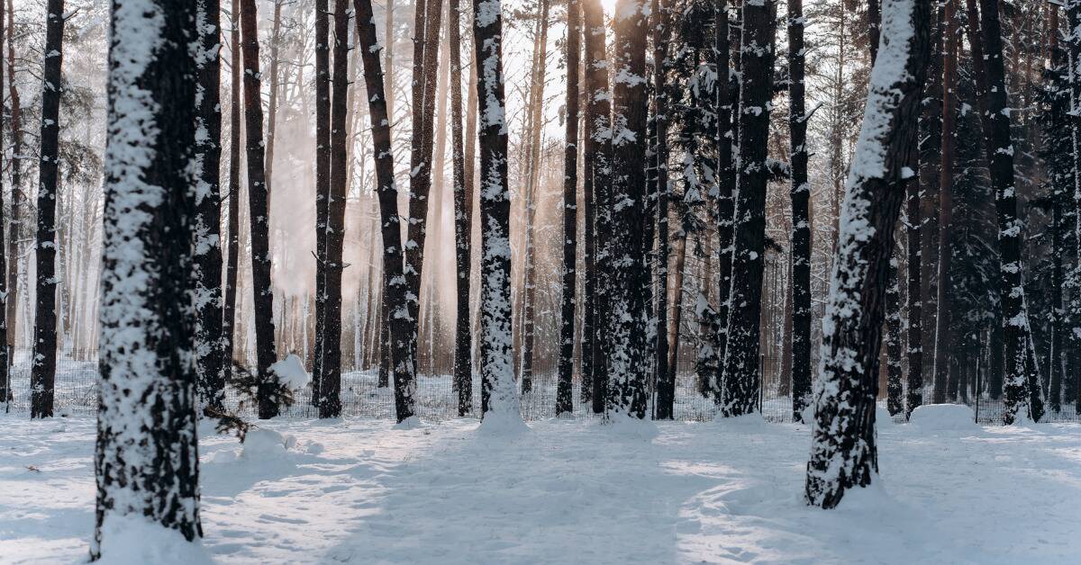 A snow-covered forest, the sun shining through the trees.