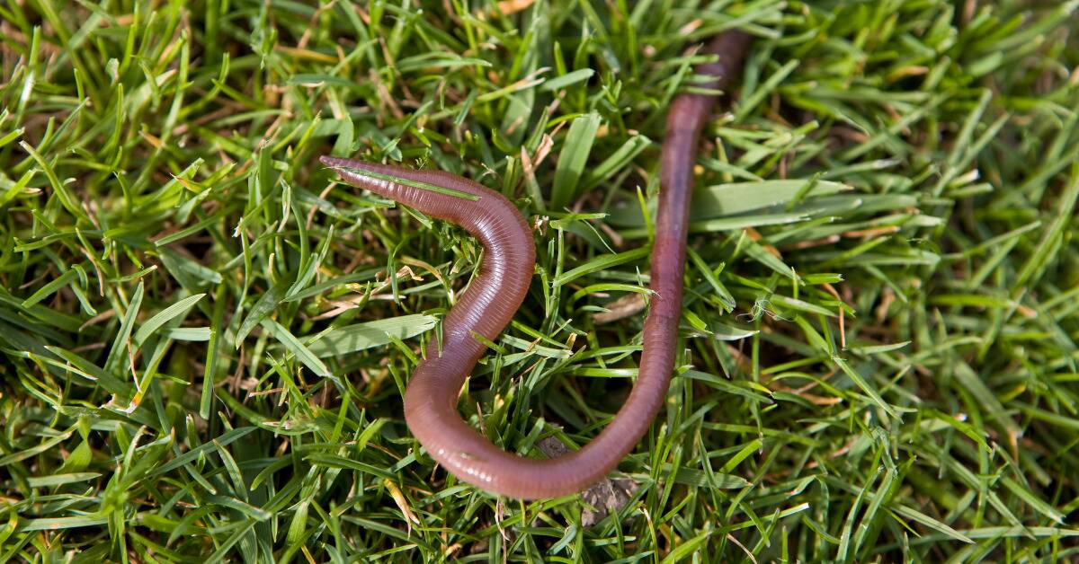 An earthworm on top of grass.