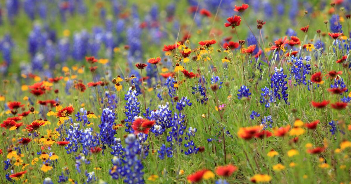 A patch of red, yellow, and blue wildflowers growing among grass.