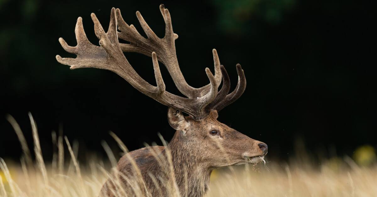 A buck laying in the grass, looking to the side, showing off its antlers in profile.