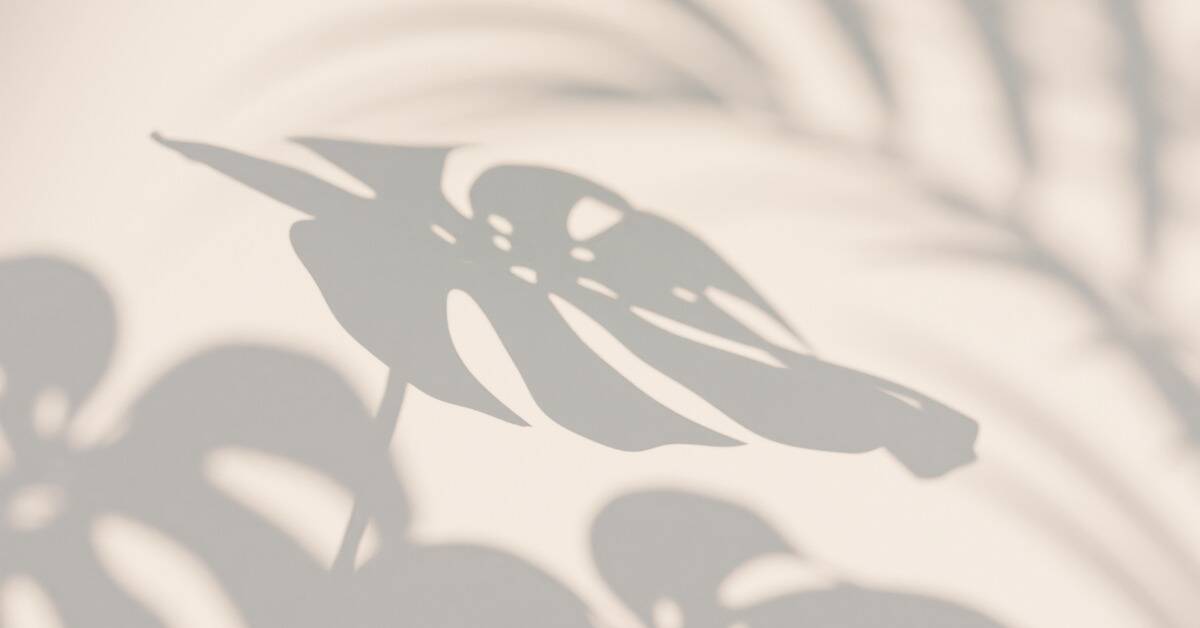 The shadow of a monstera plant against a light colored wall.