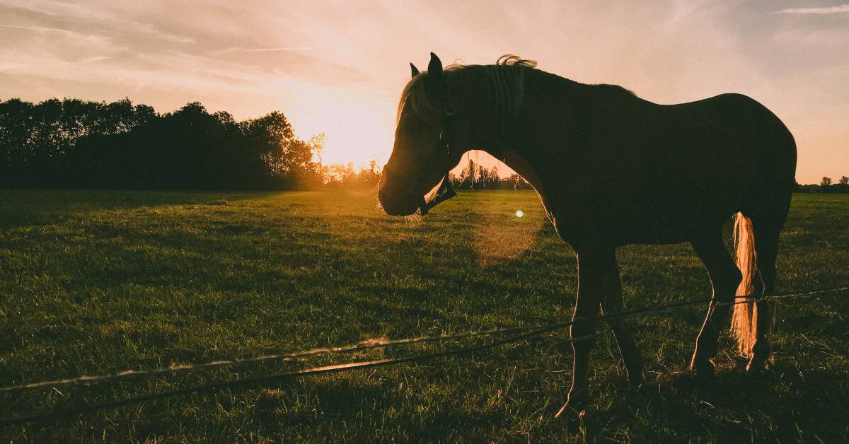 A horse as seen against a sunrise.