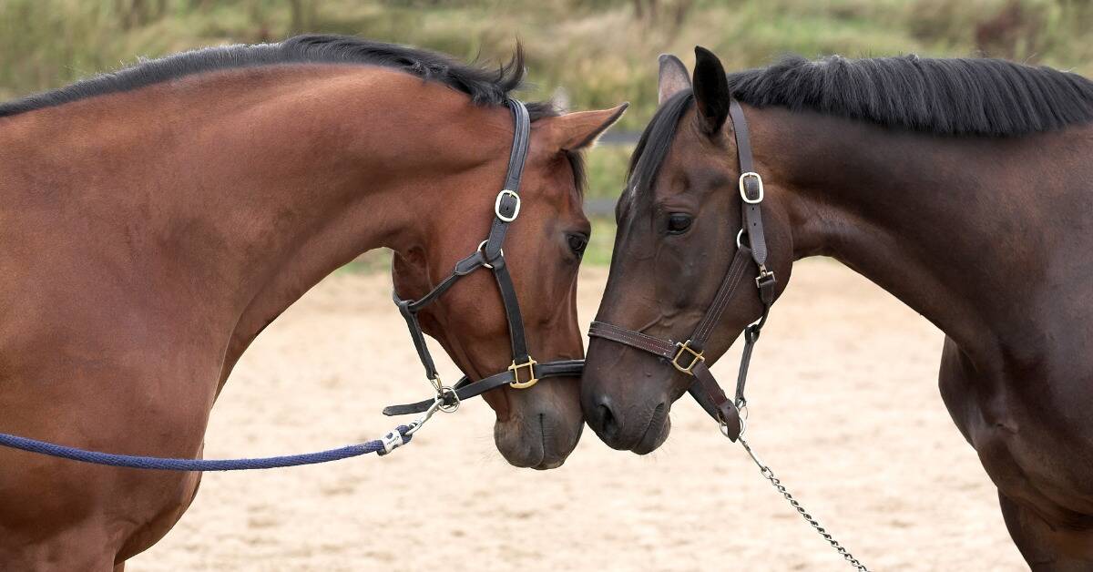 To horses in harnesses brushing their noses together.