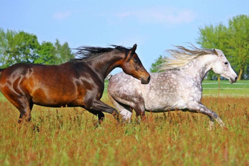 Two horses running through a grassy field.