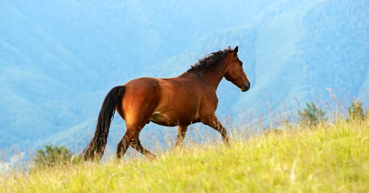 A horse trotting through a grassy field.