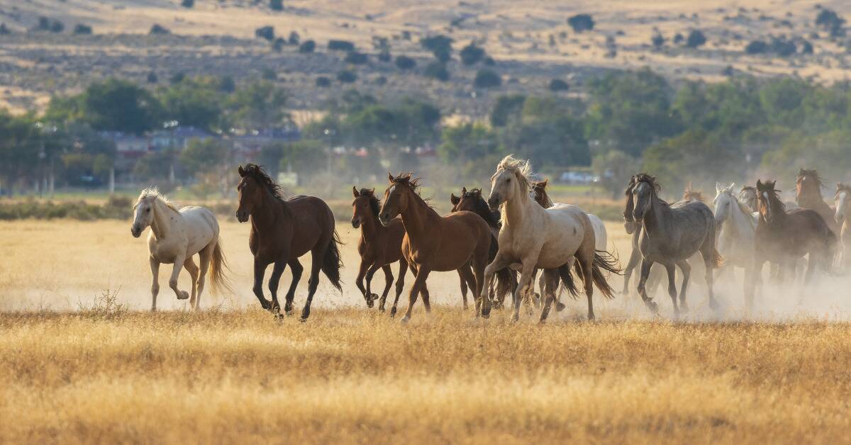 A band of horses running across a plain.