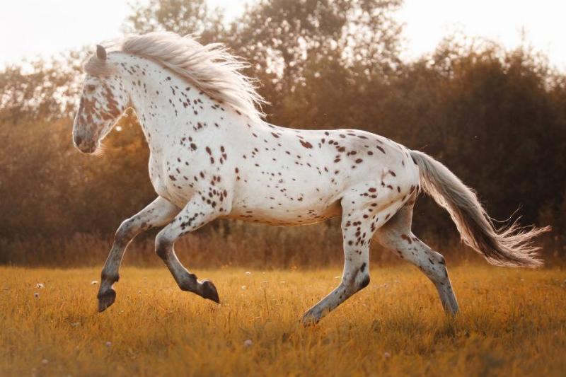 A white speckled horse running through a field in the golden sun.