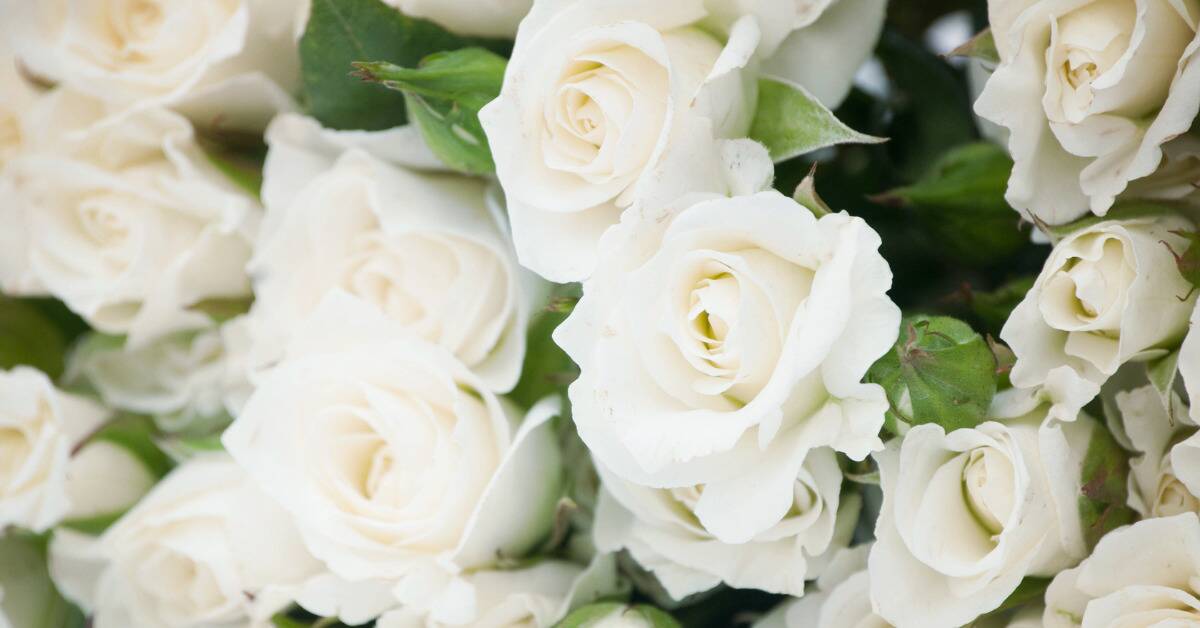 A close shot of a bouquet of white roses.