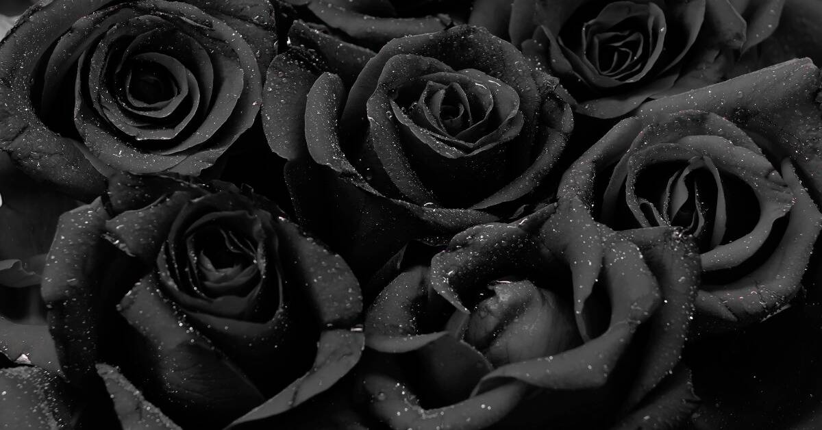 A close shot of some black roses that have been misted with water.