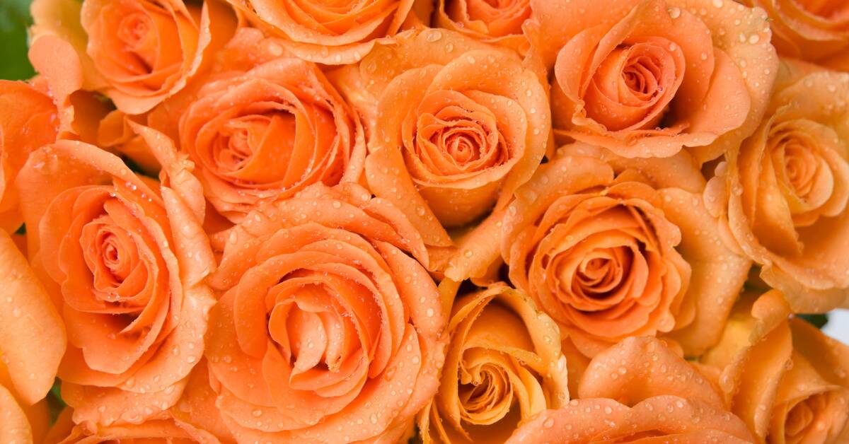 A close shot of some orange roses that have been sprayed with water.