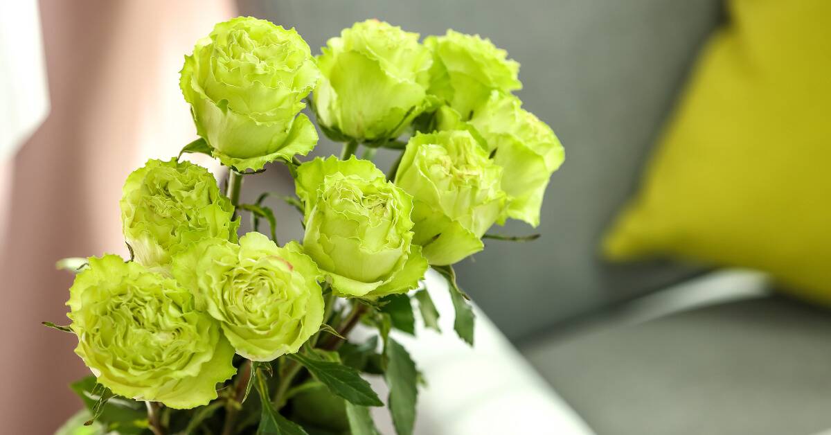 Some green roses in a loose bouquet.