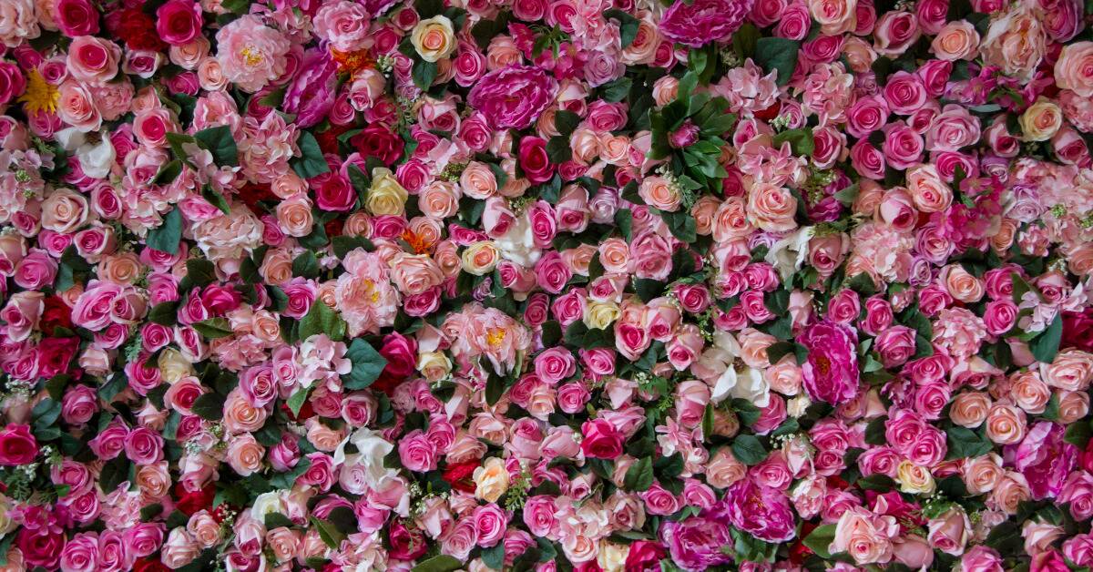 A wall full of pink roses of all different hues.