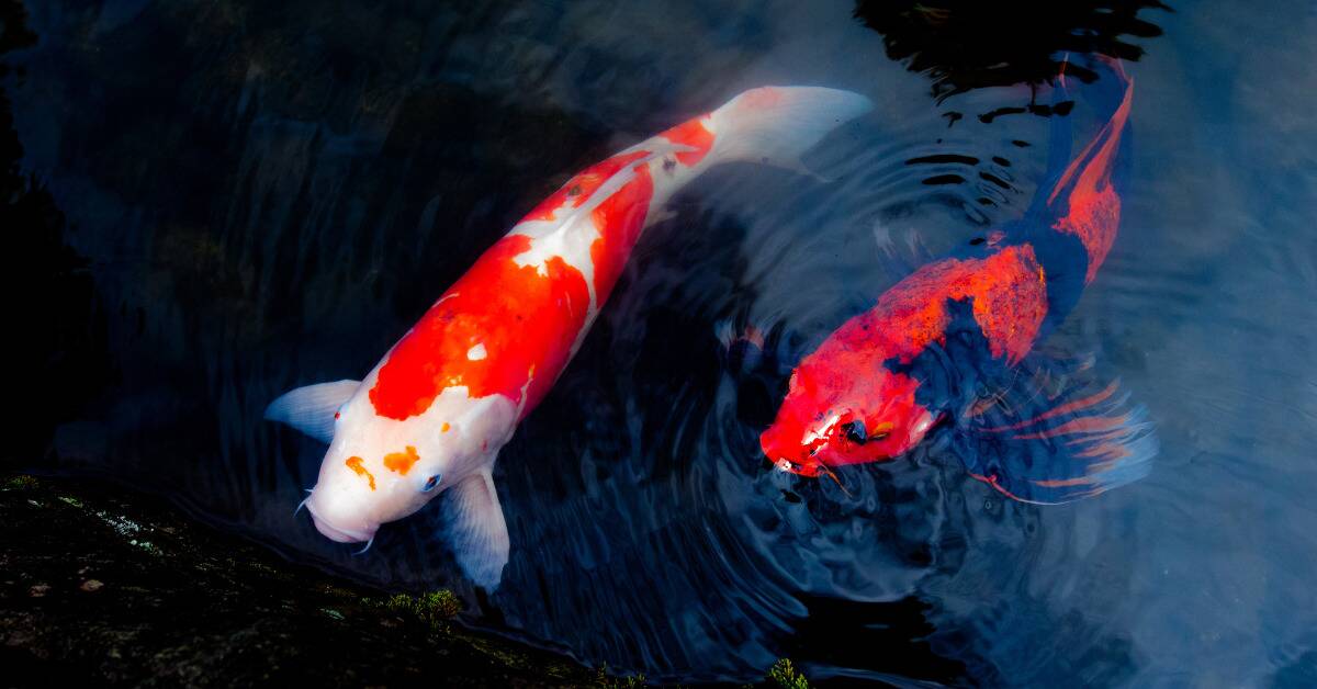 Two koi fish near the surface of the water, one orange and white, one orange and black.
