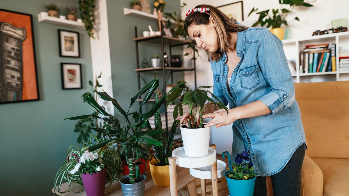 A woman adjusting one of her houseplants.