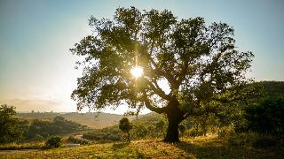 An Oak tree standing tall in a field.