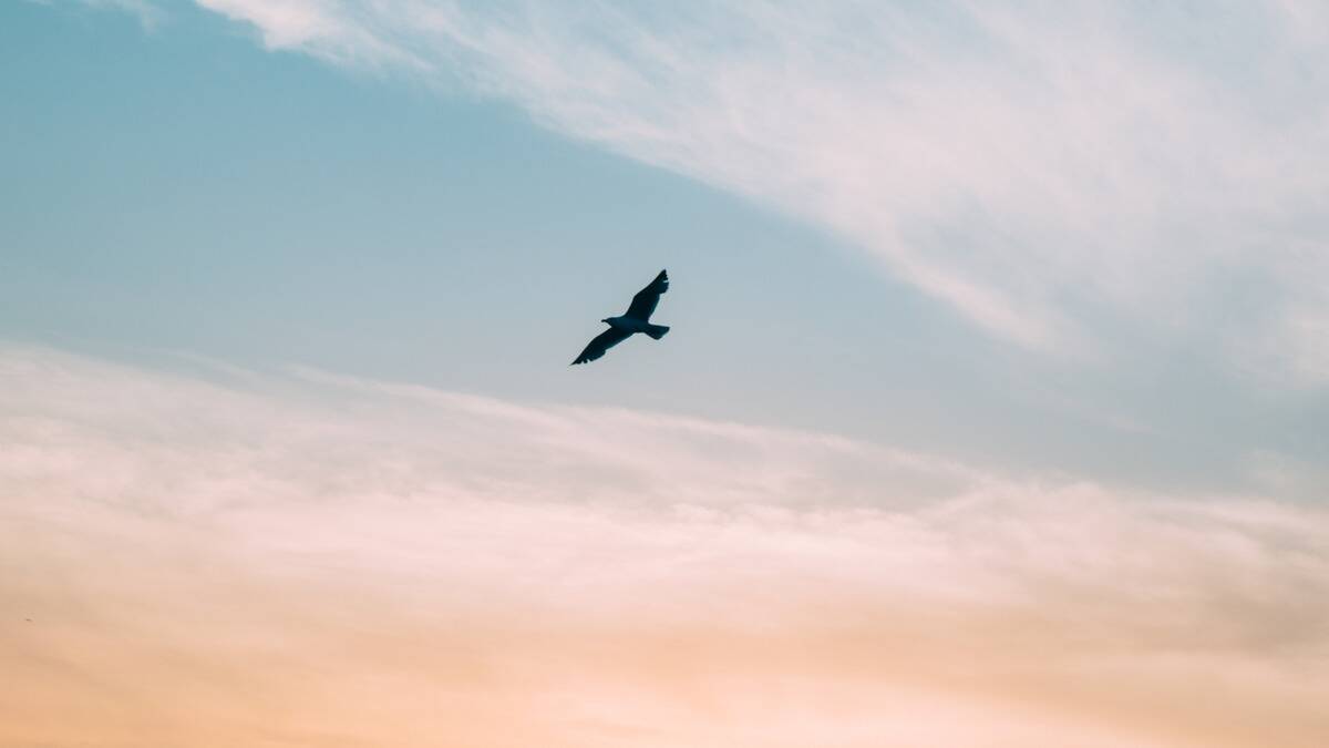A single bird flying through a light, colorful sky.