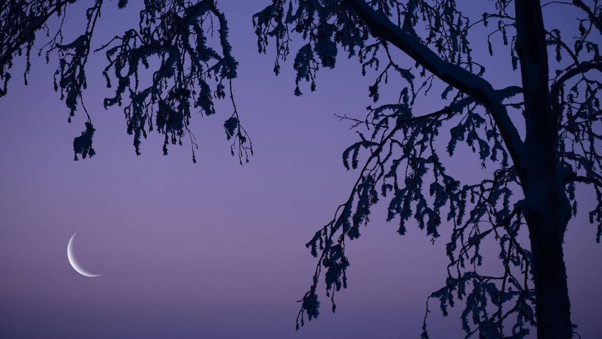 A crescent moon in a purple sky, the silhouette of a tree in the foreground.