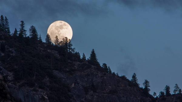 A full moon rising above a hill covered in cedar trees.