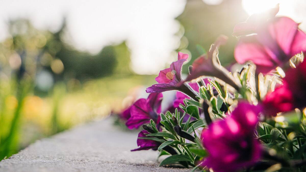 A low shot of some vibrant pink flowers growing near a paved path.