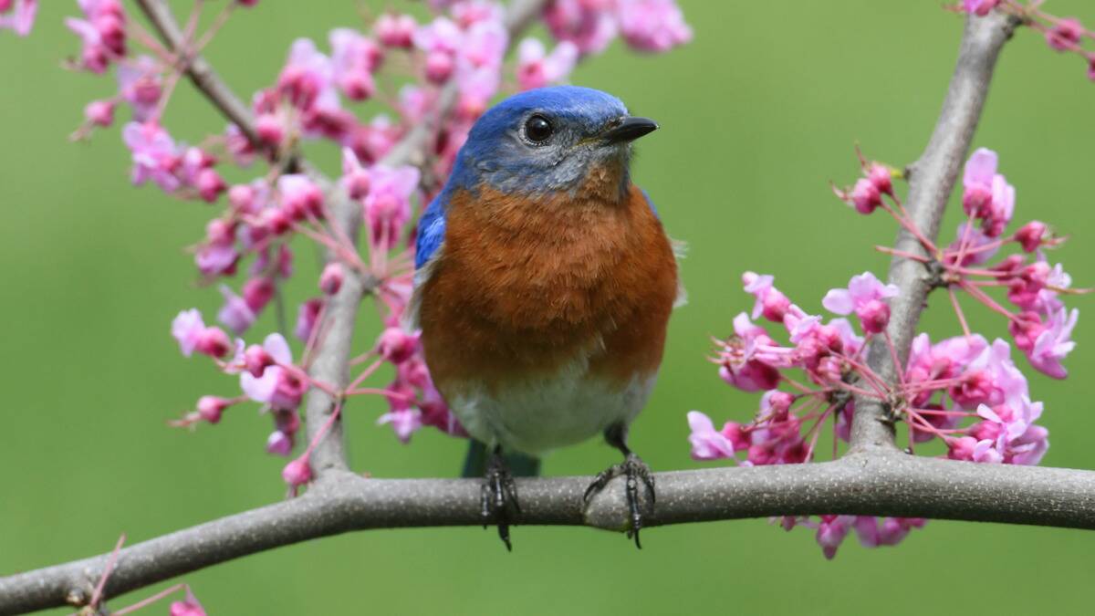 A bluebird perched on a branch covered in pink flowers.