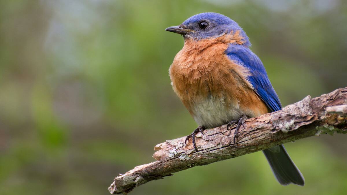 A bluebird perched on a branch.