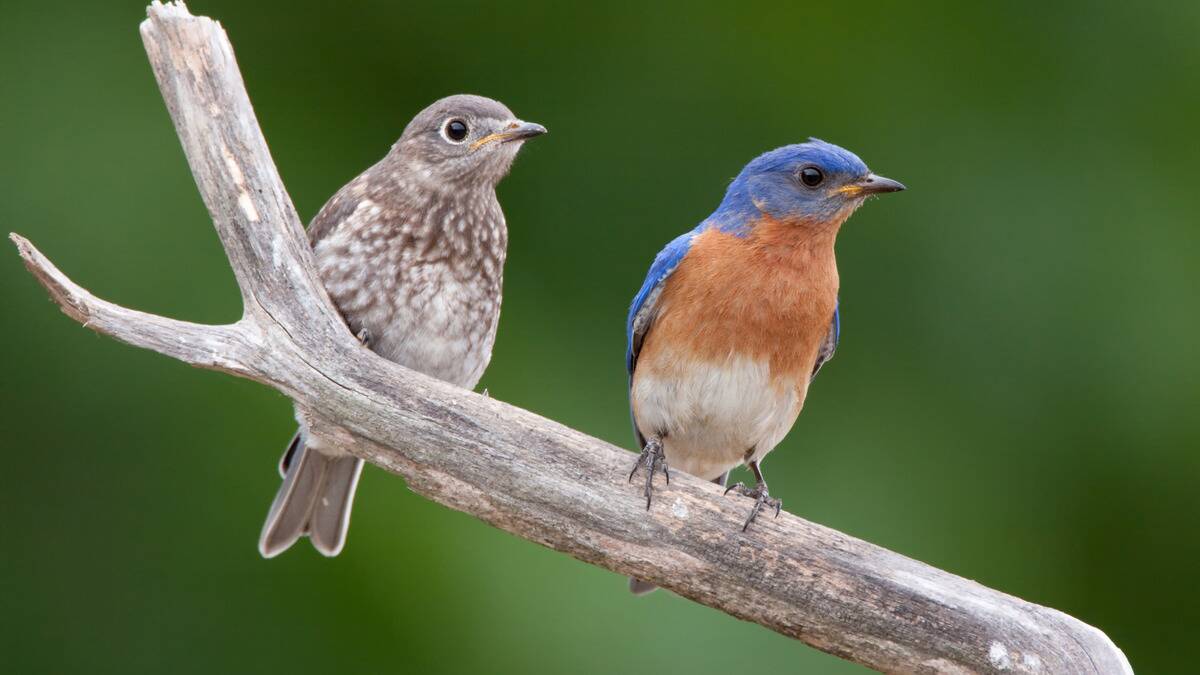Two bluebirds, a vibrant adult and brown-toned juvenile, perched on a branch.
