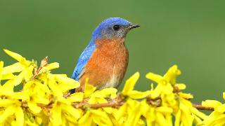A bluebird perched on a branch covered in yellow flowers.