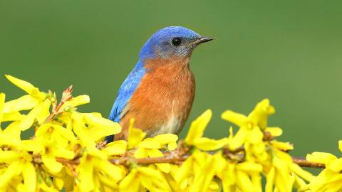 A bluebird perched on a branch covered in yellow flowers.
