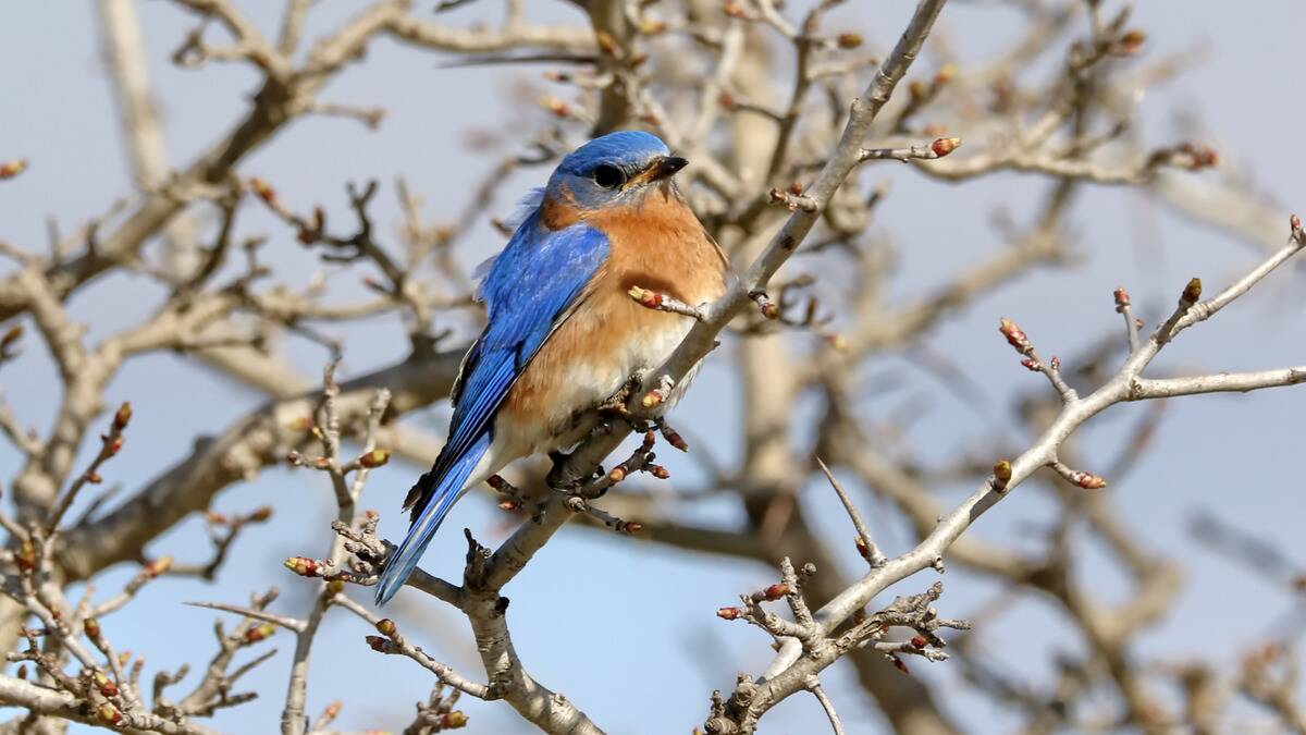 A bluebird perched on the branch of a tree thats missing all its leaves.