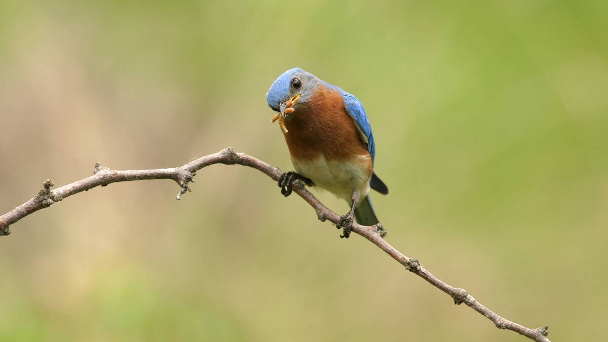 A bluebird perched on a thin branch, head tilted, holding a small bunch of insects in its moutch.