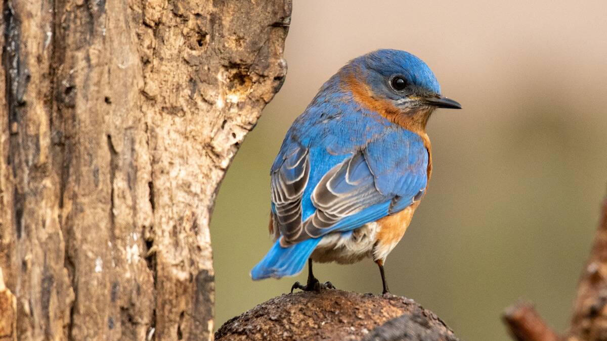 A bluebird perched on a tree knot, looking to the side.