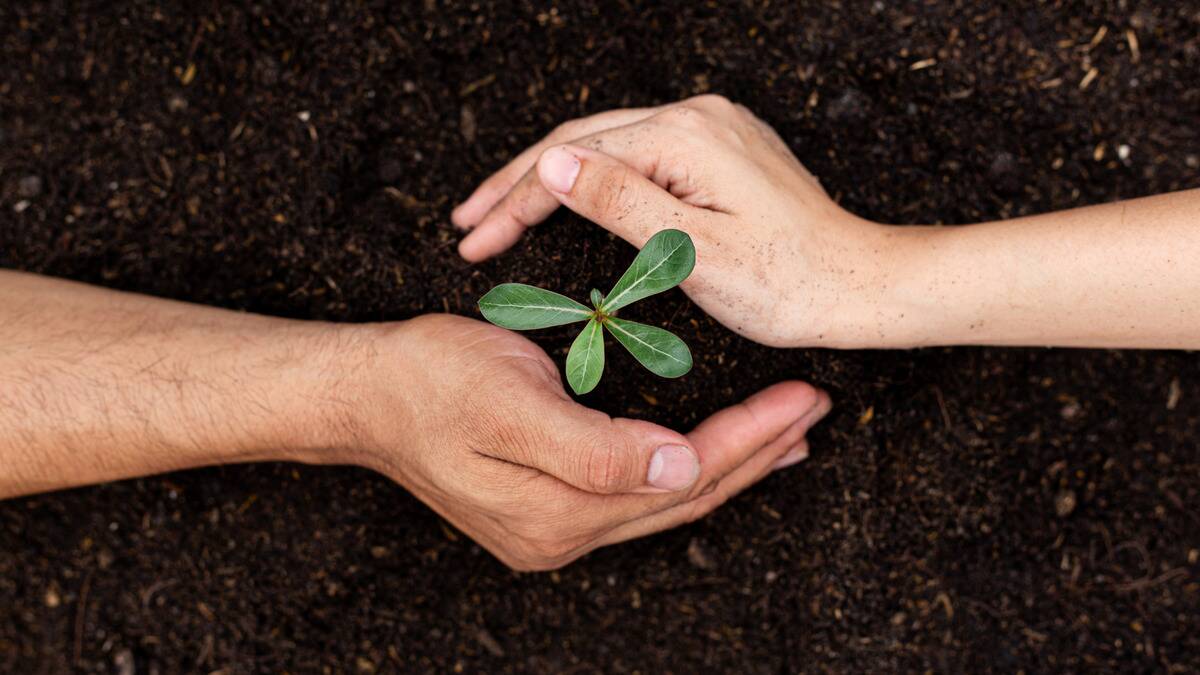 Two hands, mirrored in their positioning, surrounding a small seedling.