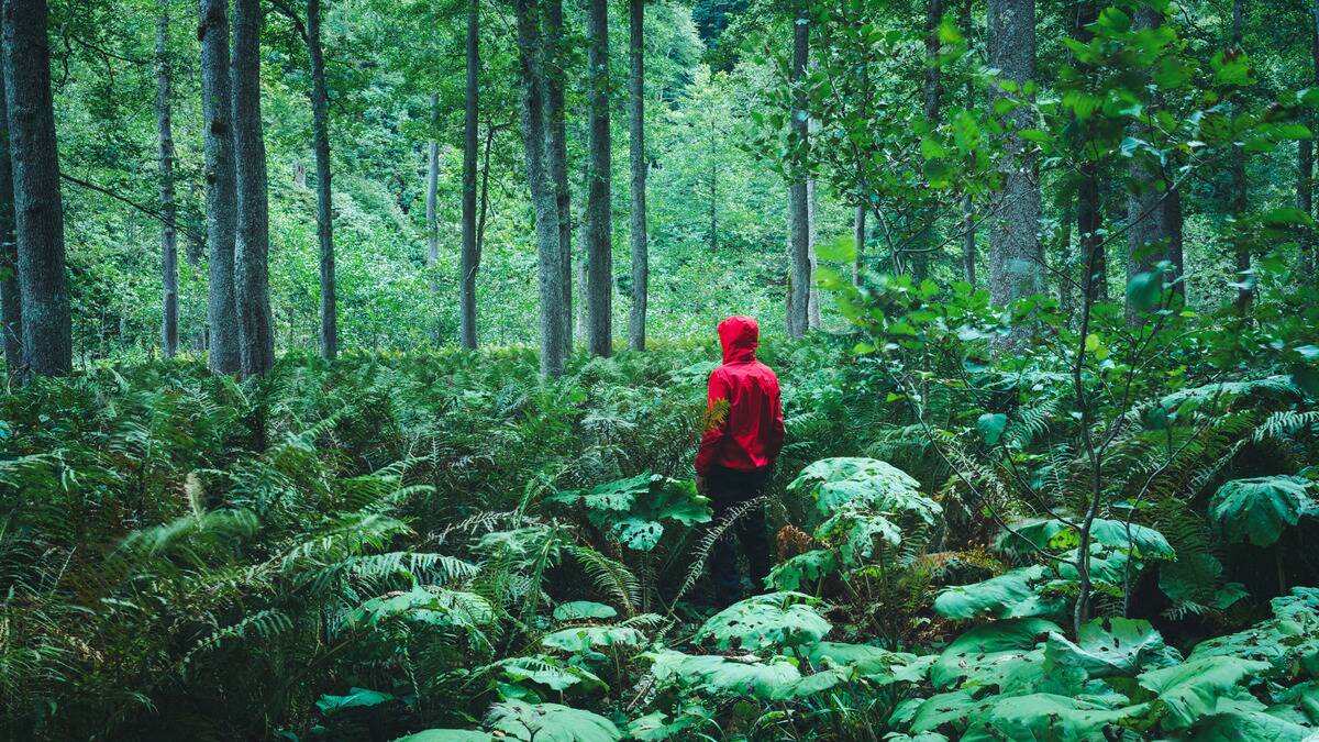 A person in a bright red hoodie with the hood pulled up standing in the middle of a lush green forest.