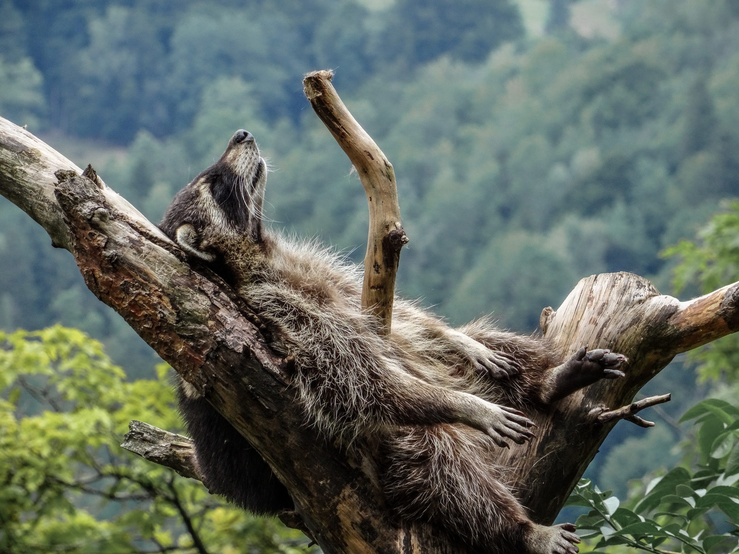 A racoon lounging on a tree branch.