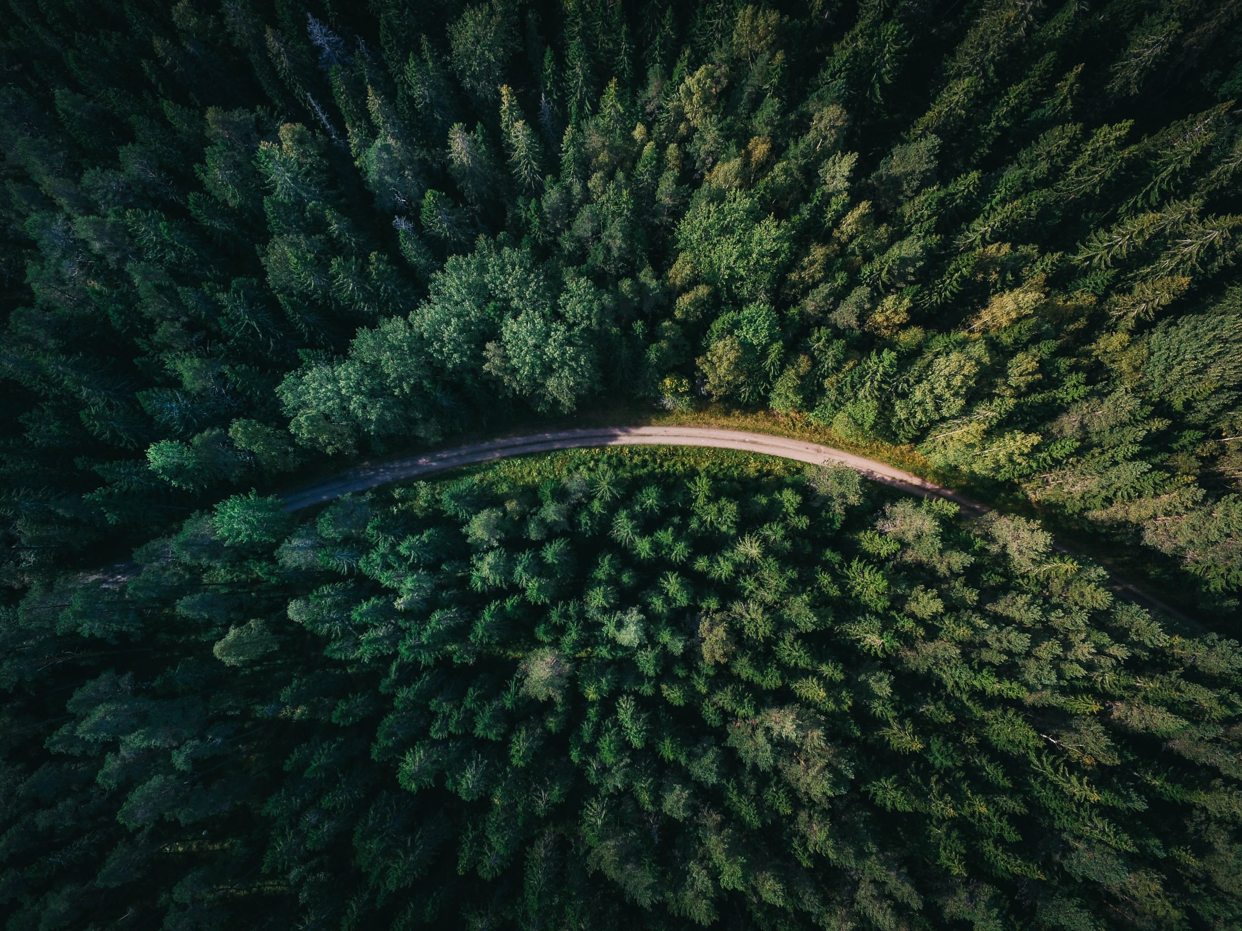 A road through a forest as seen from above.