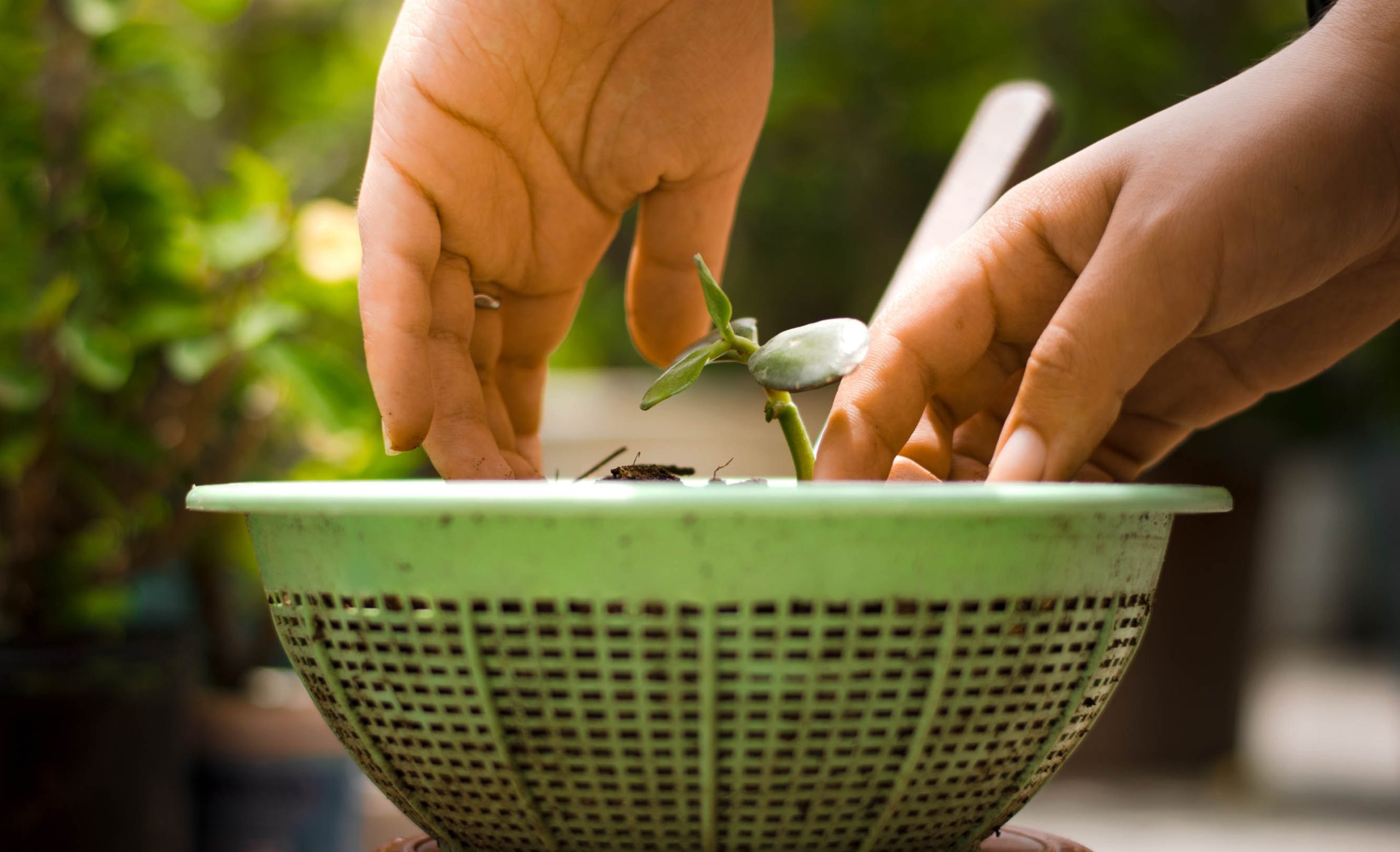 A sprout growing out of a strainer basket full of soil